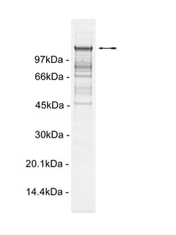 Eurofins DiscoverX Abl (M351T) Protein, Active 10 &mu;g | Buy Online | Eurofins DiscoverX | Fisher Scientific